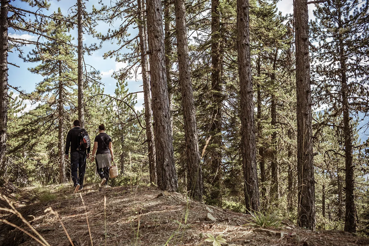 Filita-Travel-Grand-Forest-Metsovo-050